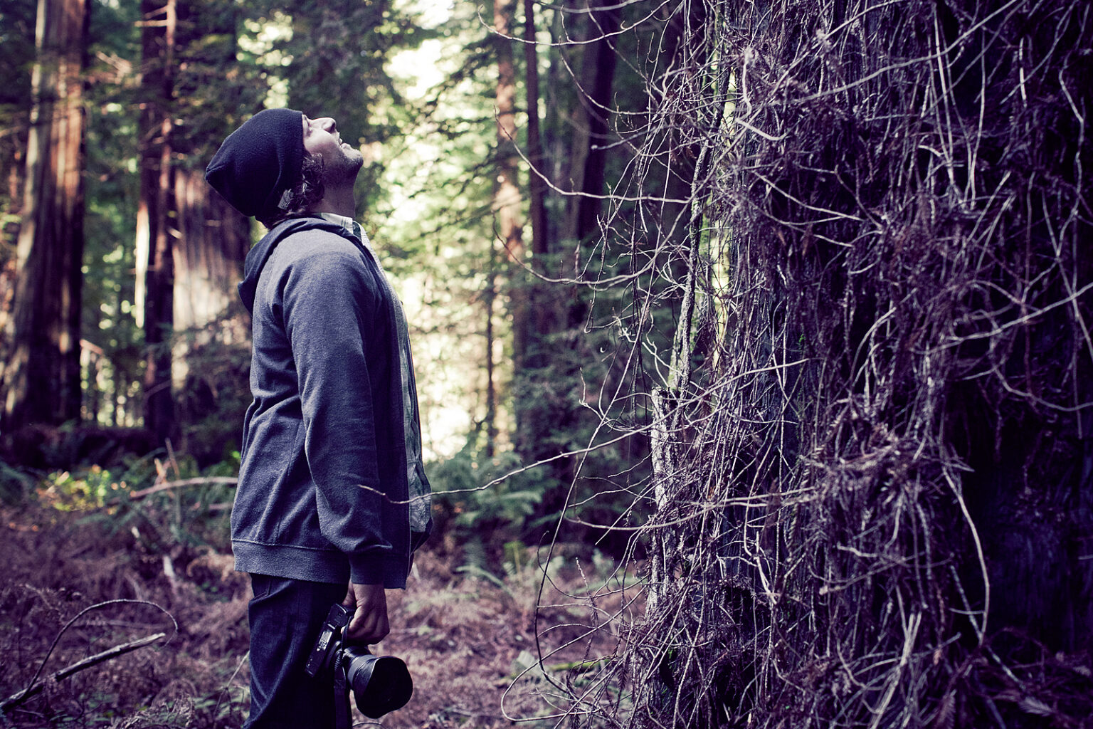Marius looking up at the Redwoods
