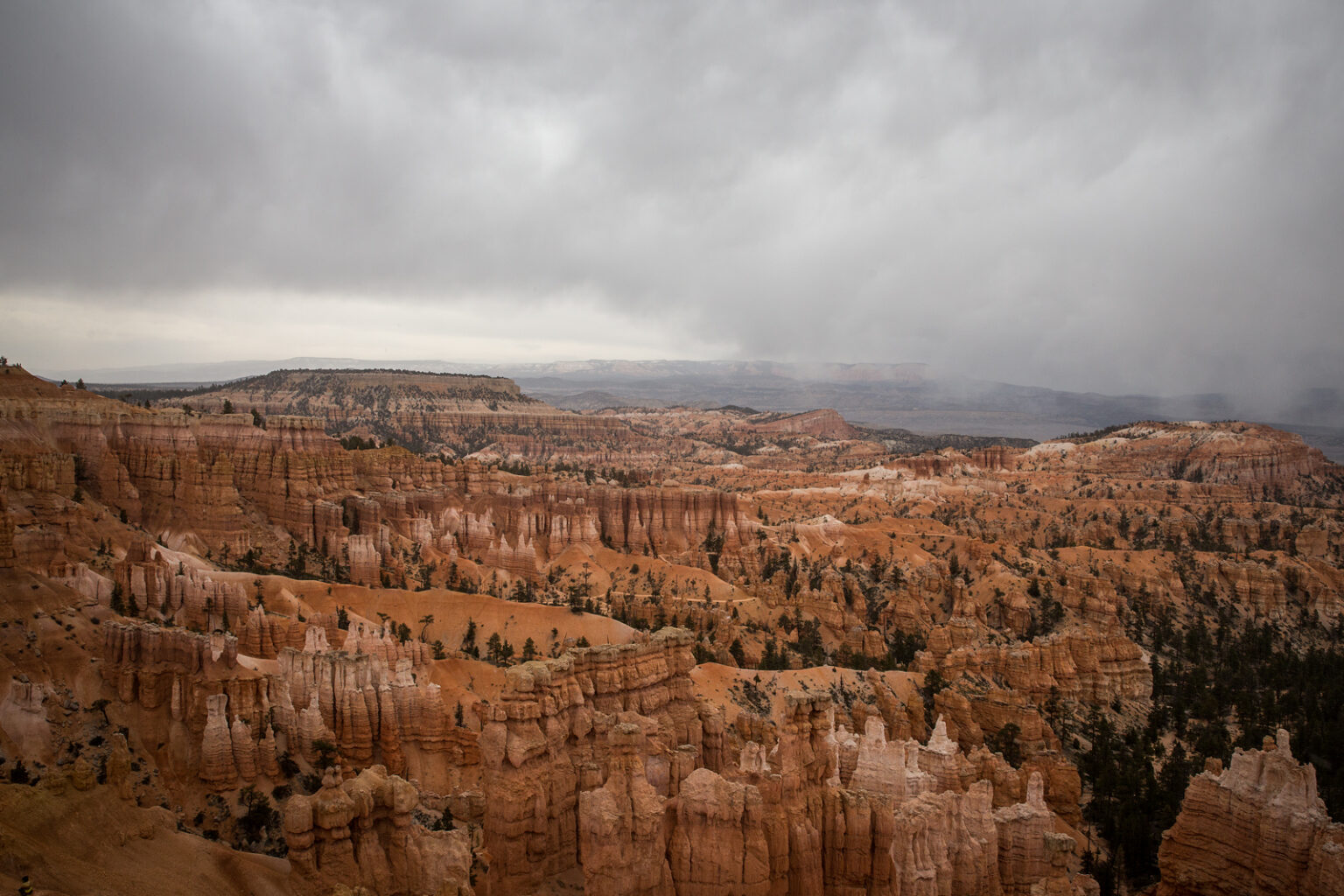 bolfo_0004s_0000_Bryce