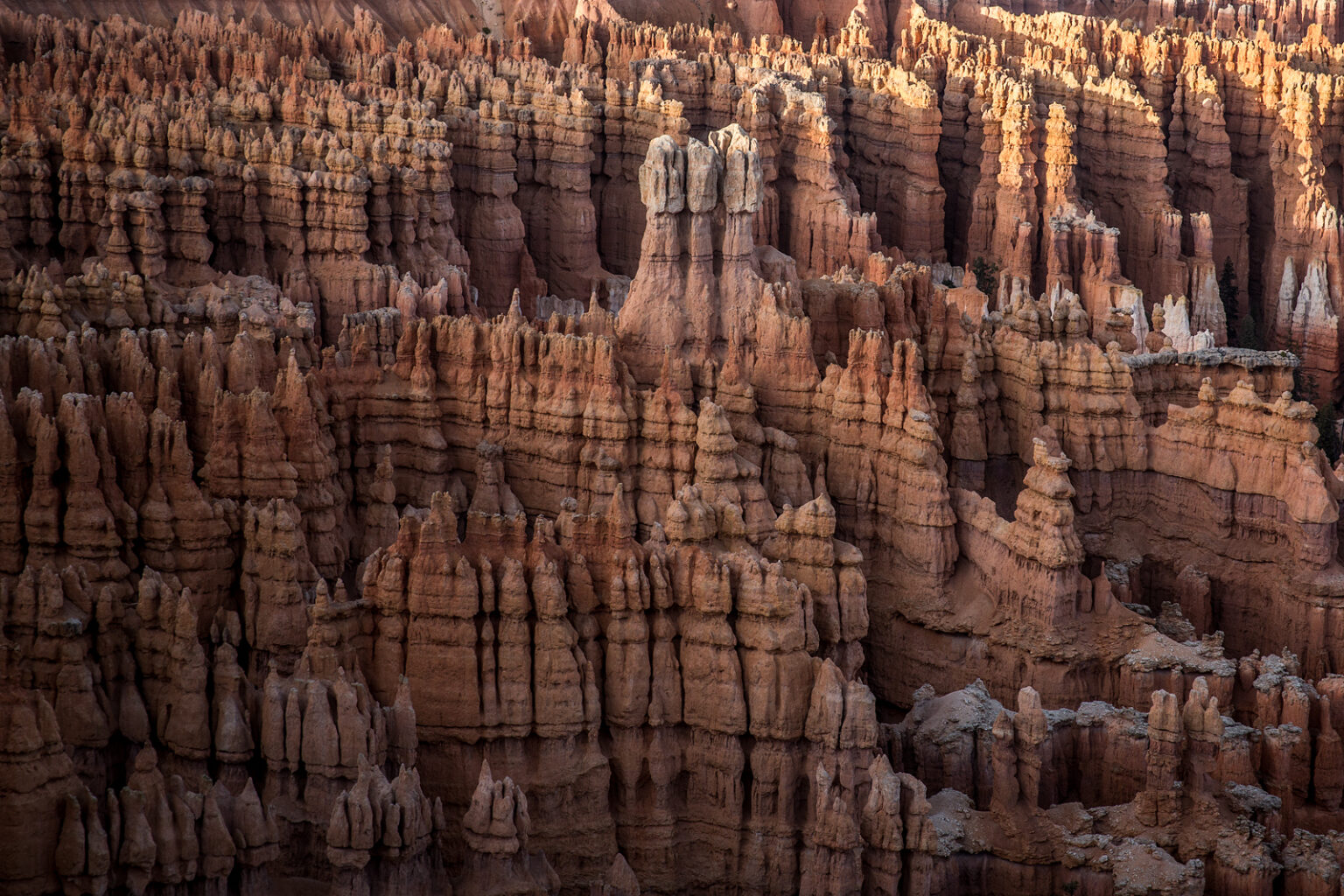 bolfo_0004s_0005_Bryce