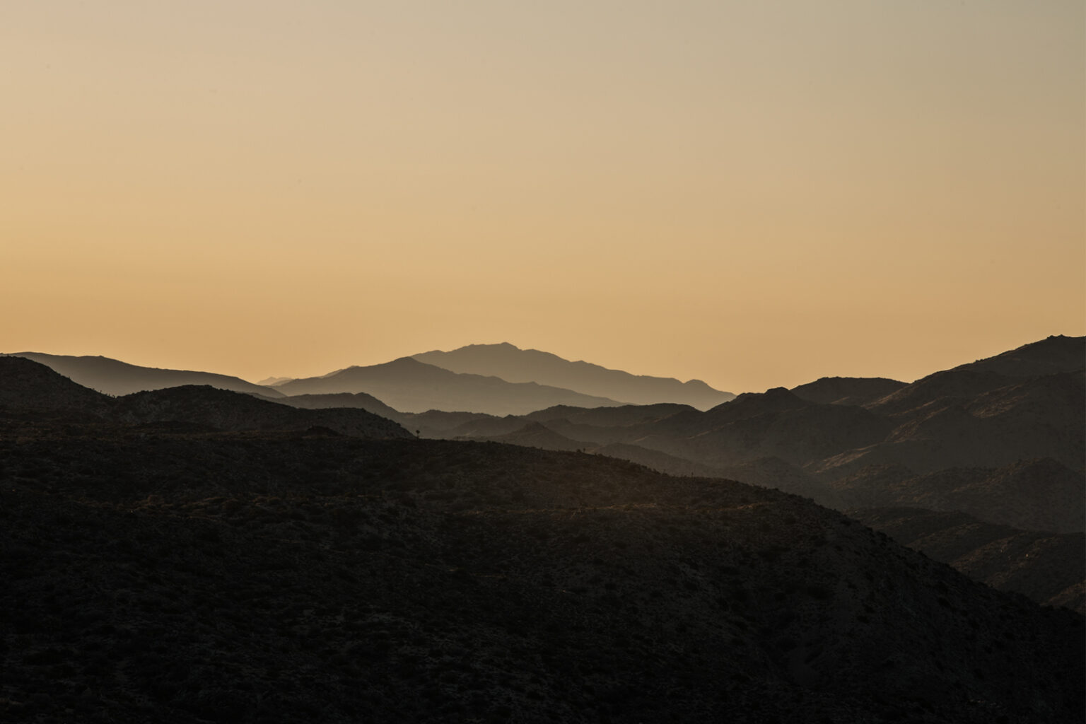 bolfo_0006s_0005_Joshua Tree