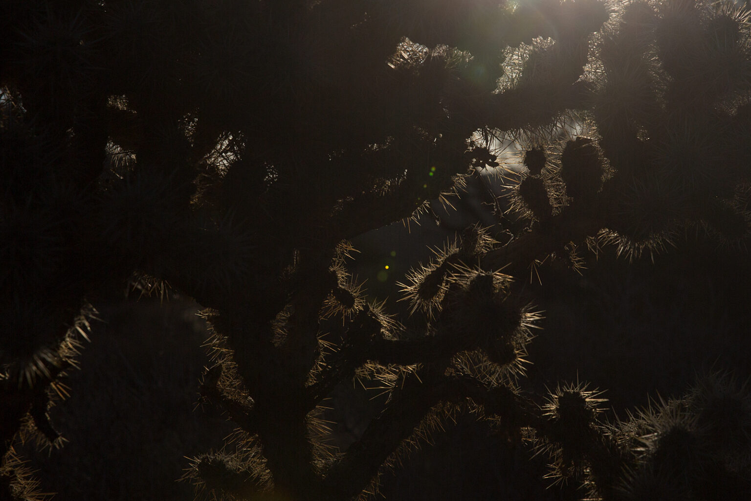 bolfo_0006s_0008_Joshua Tree
