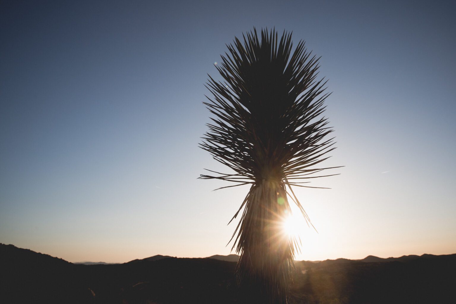 bolfo_0006s_0009_Joshua Tree