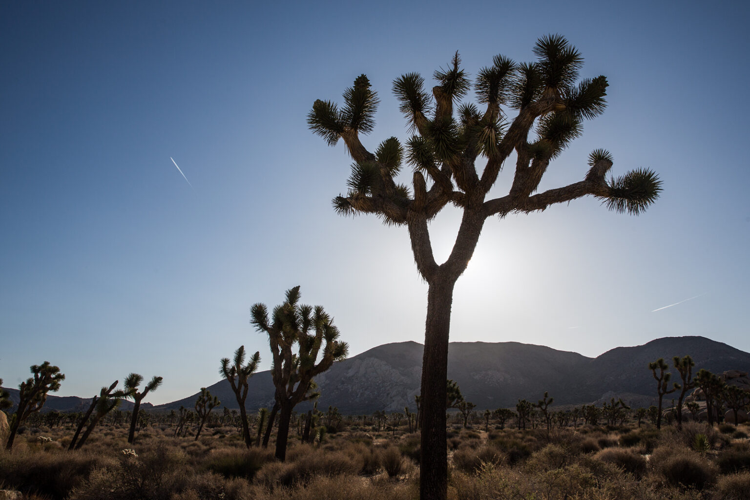 bolfo_0006s_0010_Joshua Tree