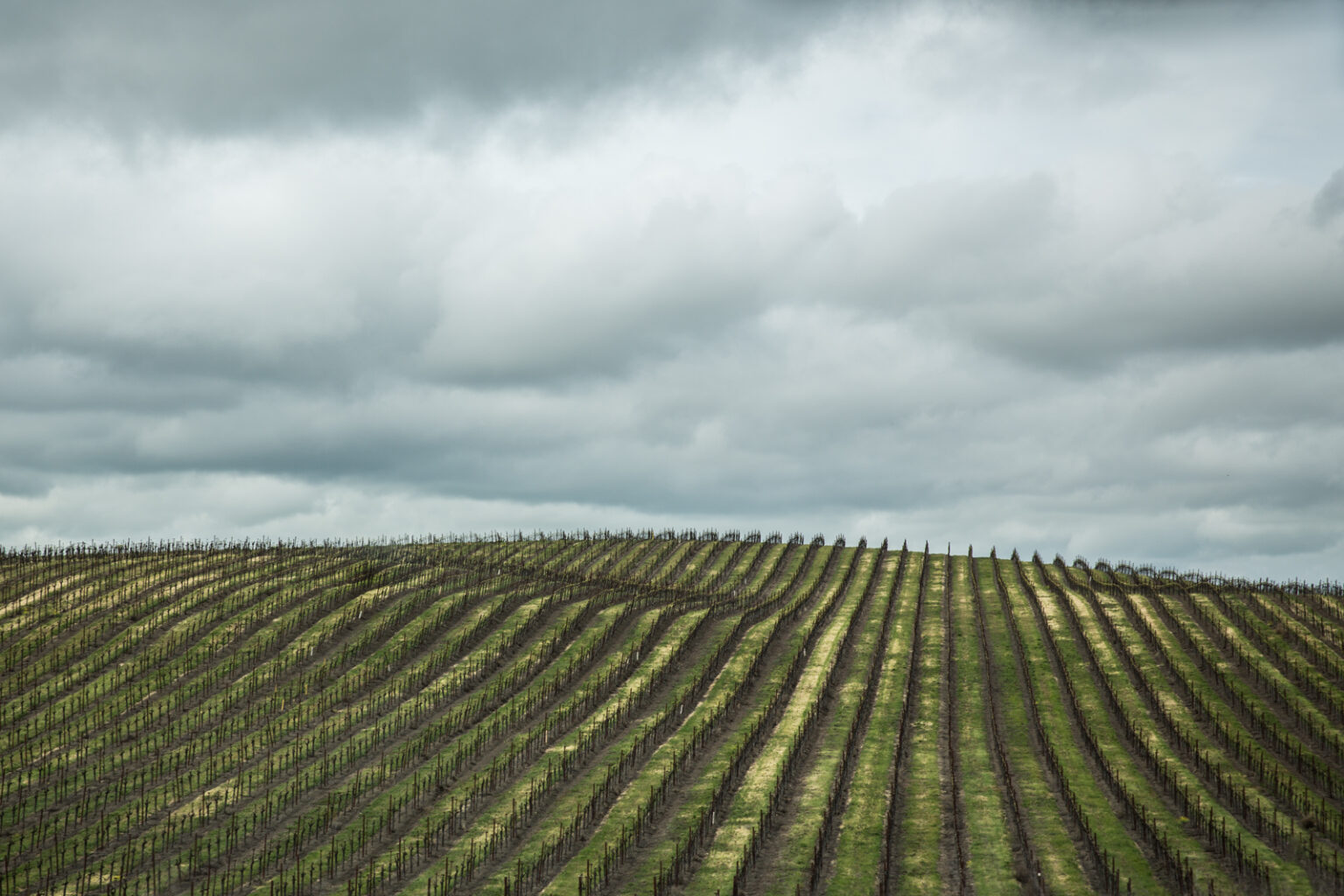 bolfo_0009s_0001_NAPA