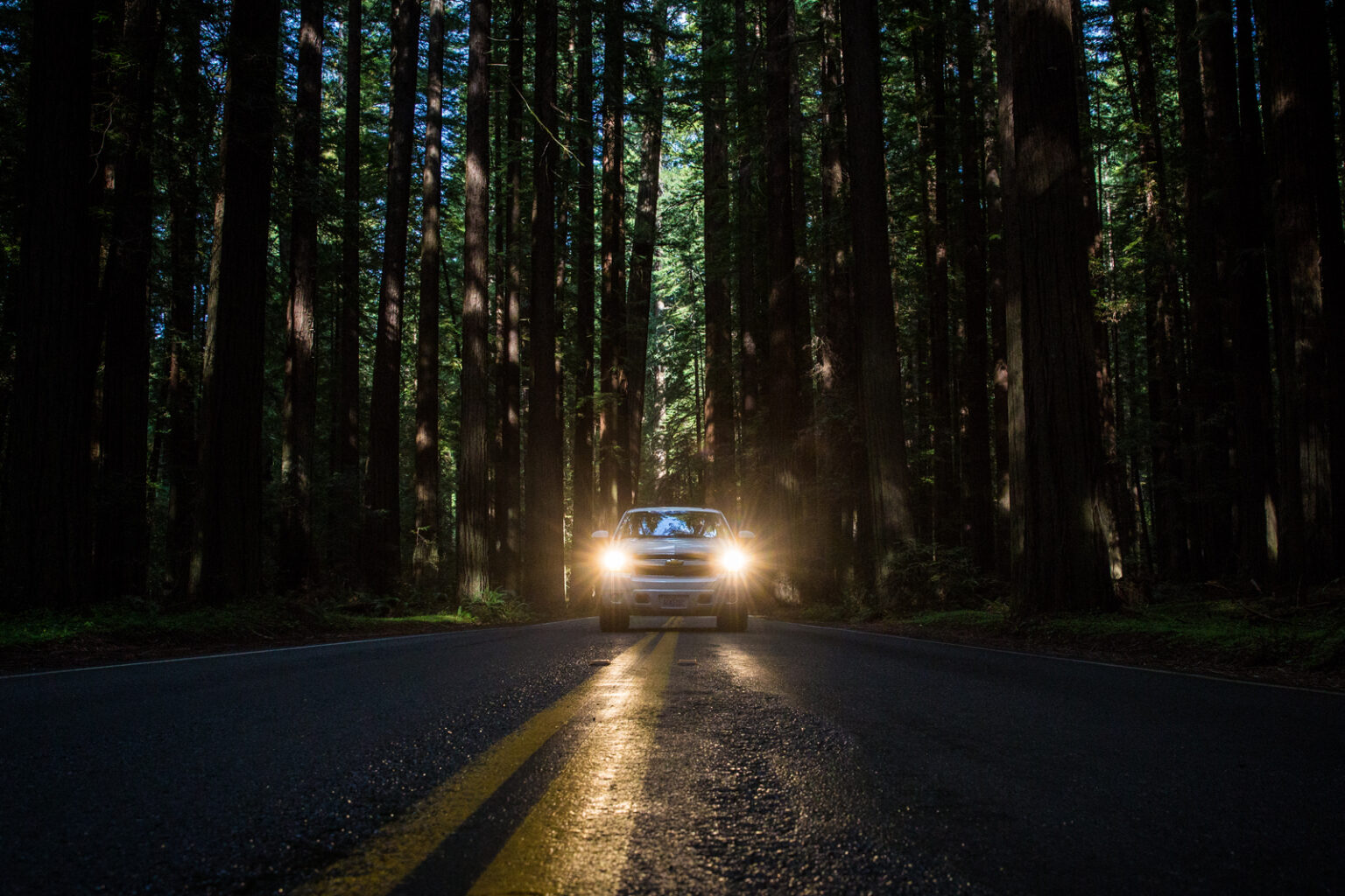 bolfo_0010s_0001_Redwood