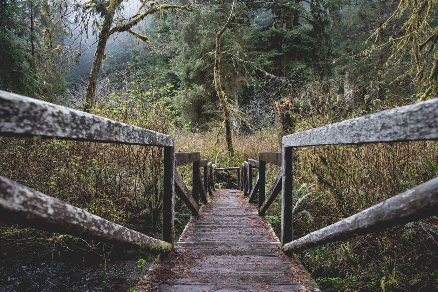 bolfo_0010s_0002_Redwood