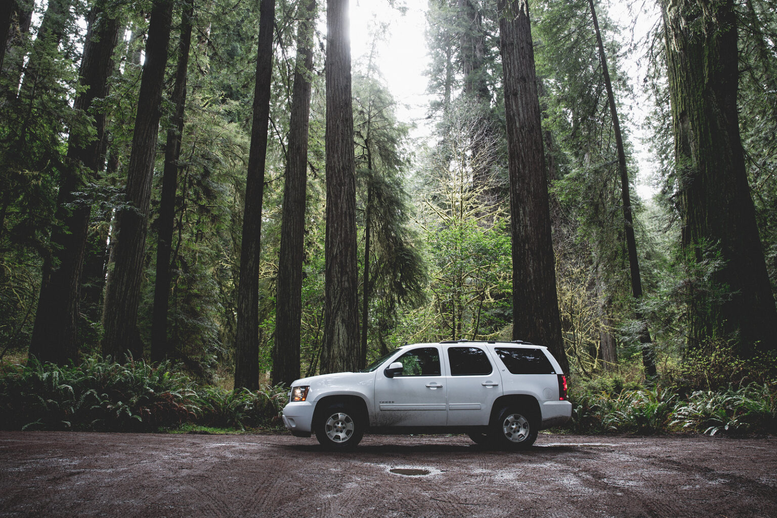 bolfo_0010s_0004_Redwood