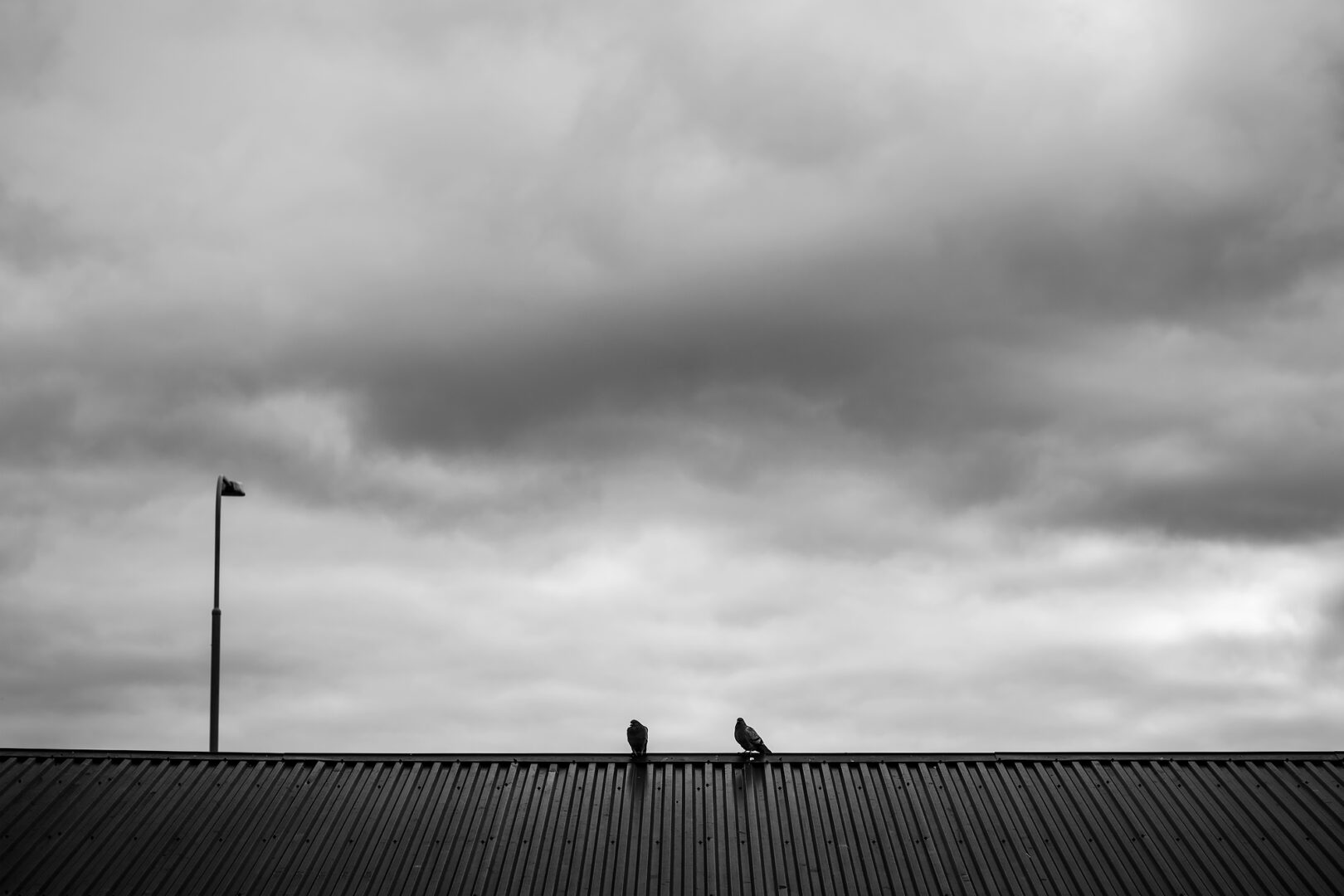 The Tveita-birds