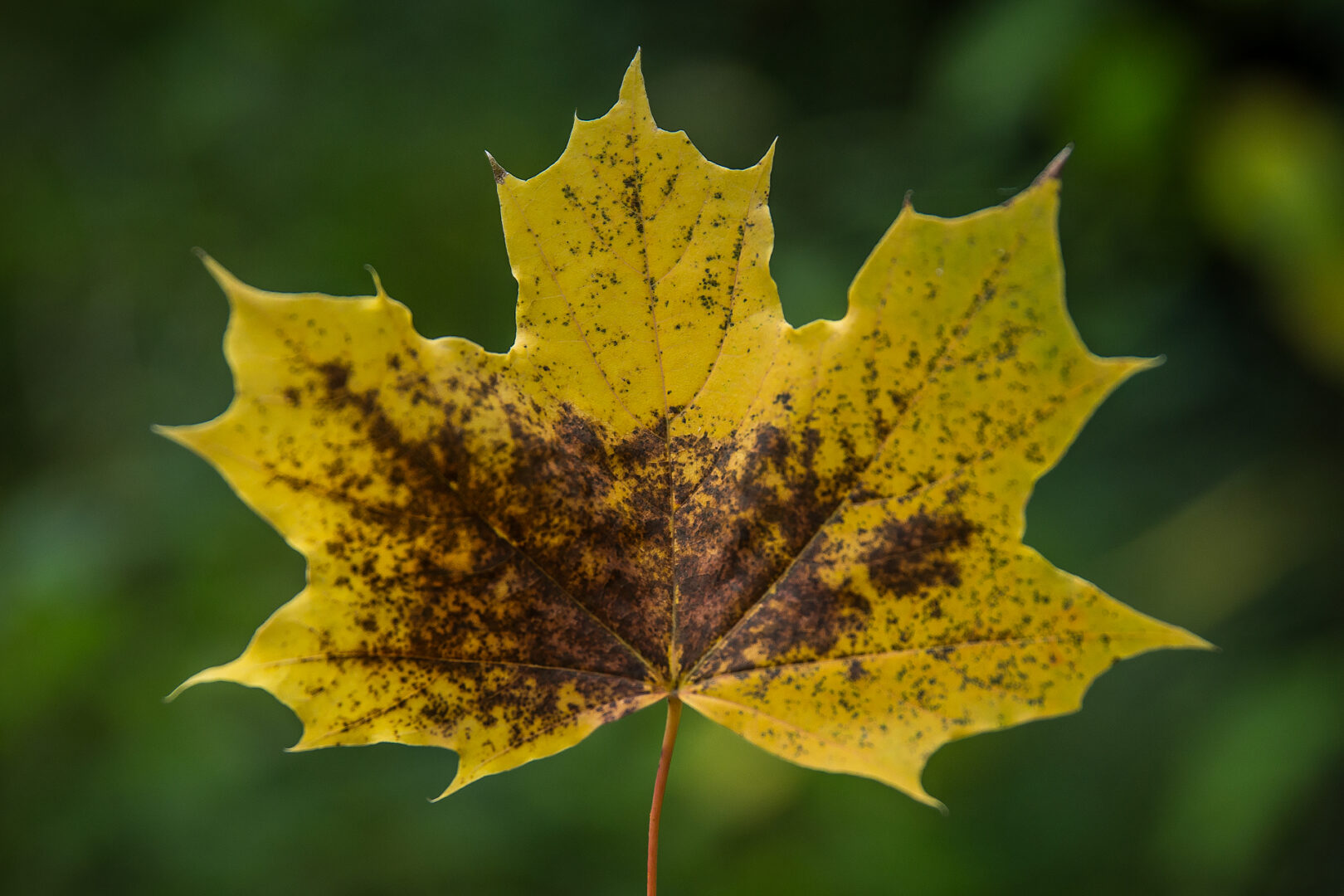 Day 344: Leaf me alone (hahahahaha Oo)