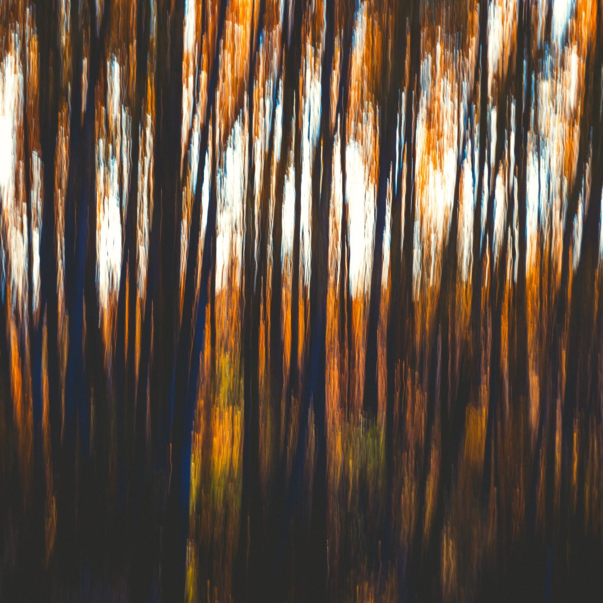 Day 286: Autumn dripping
