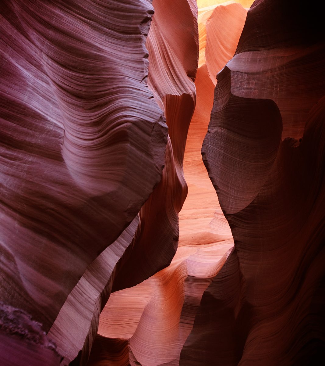 antelope1
