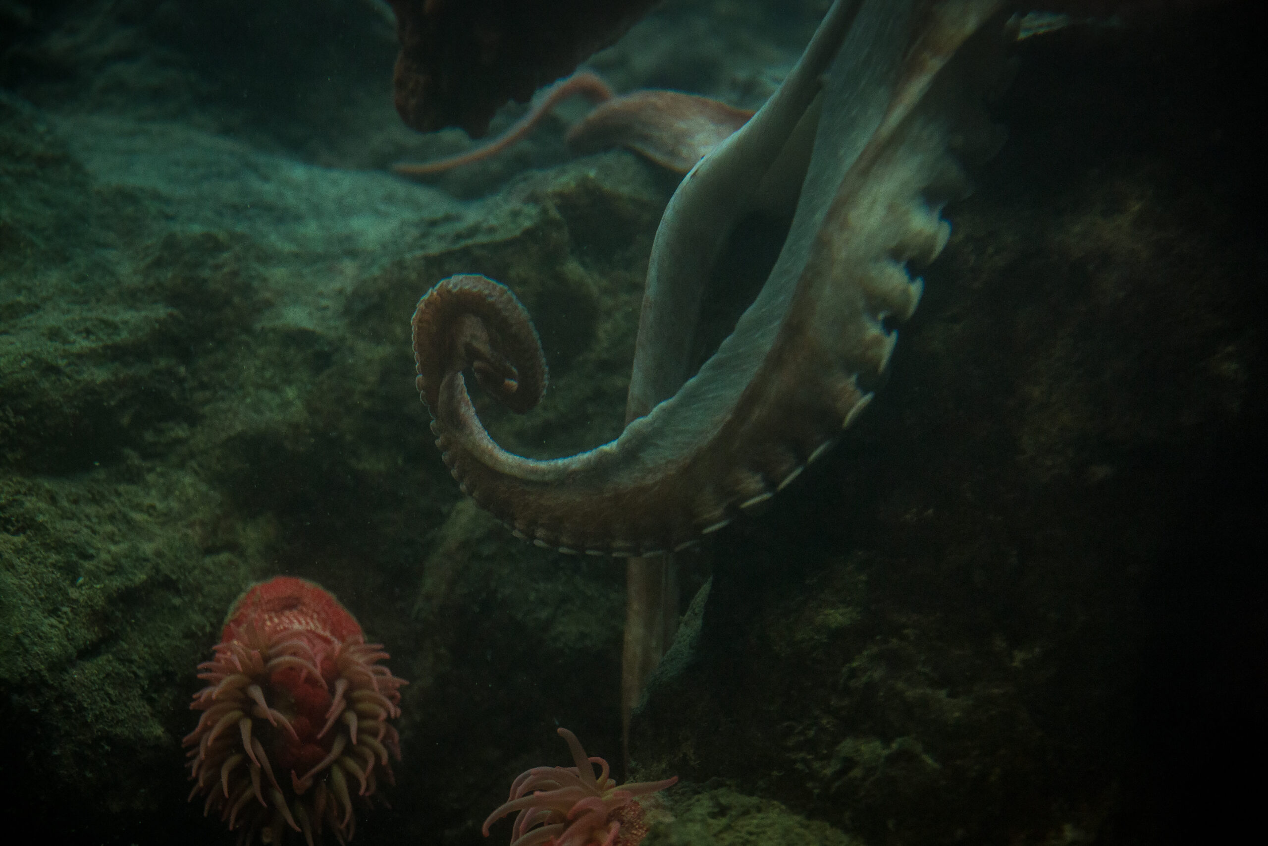 Shedd Aquarium, Chicago