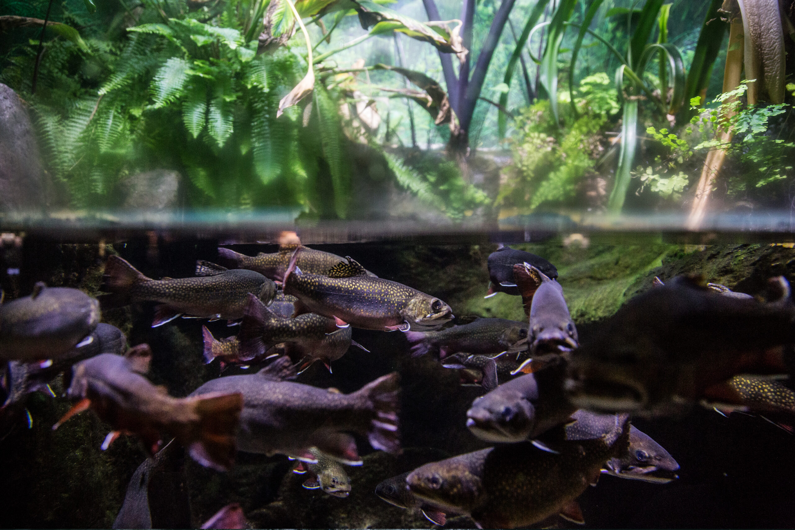 Fishes @ Shedd Aquarium, Chicago