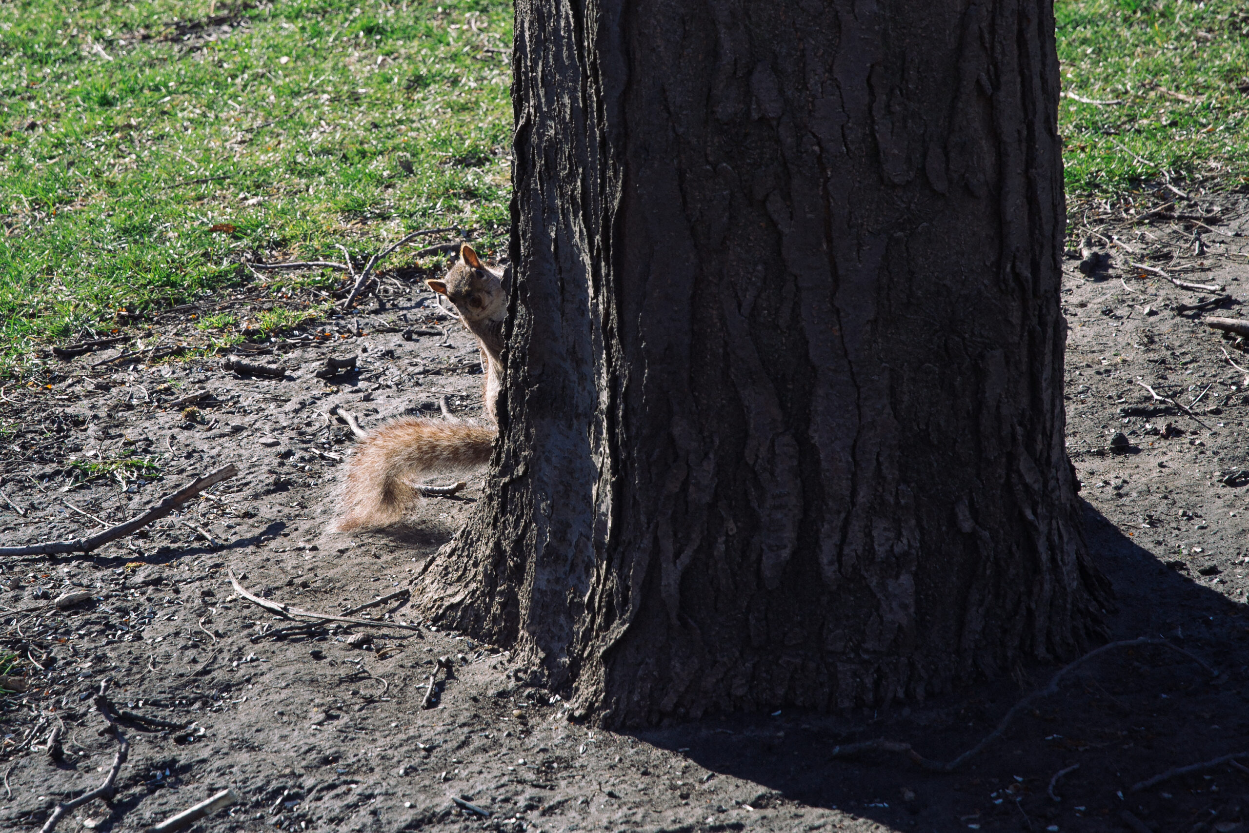 The Chicago-squirrel