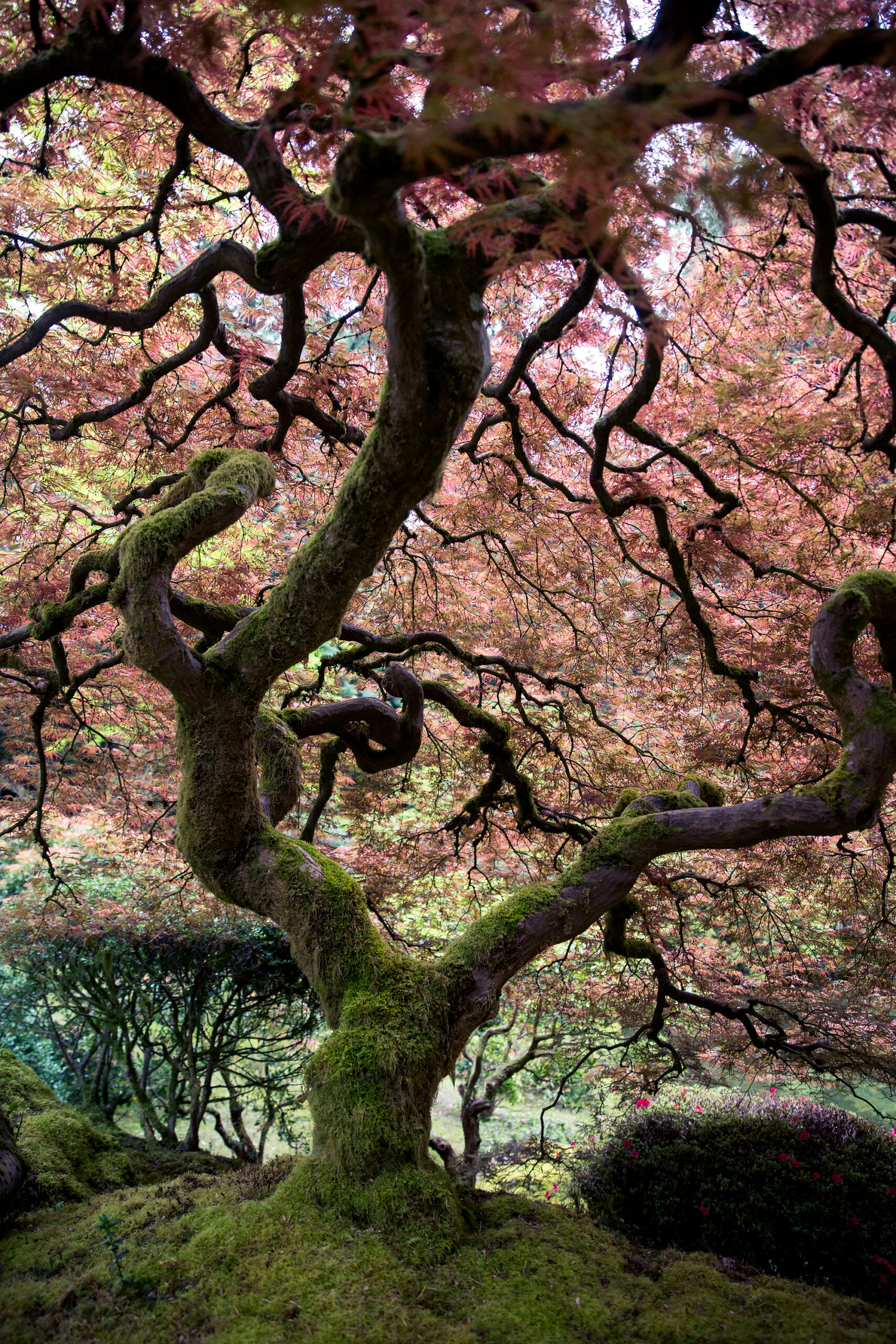 Portland Japanese Garden