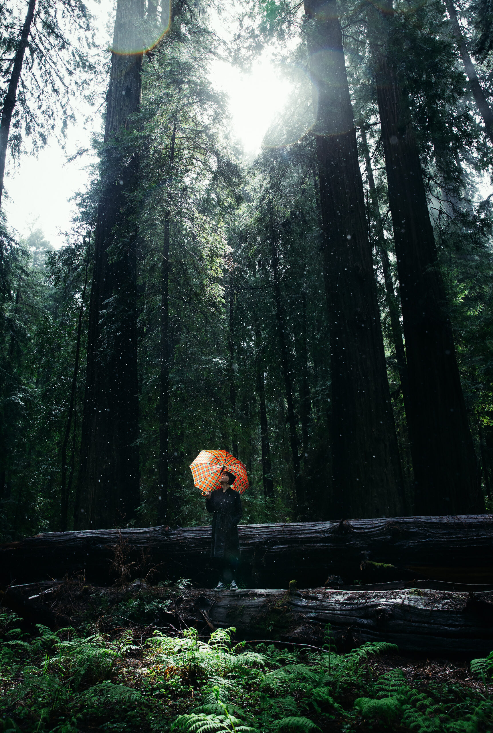 Cecilie @ Redwoods