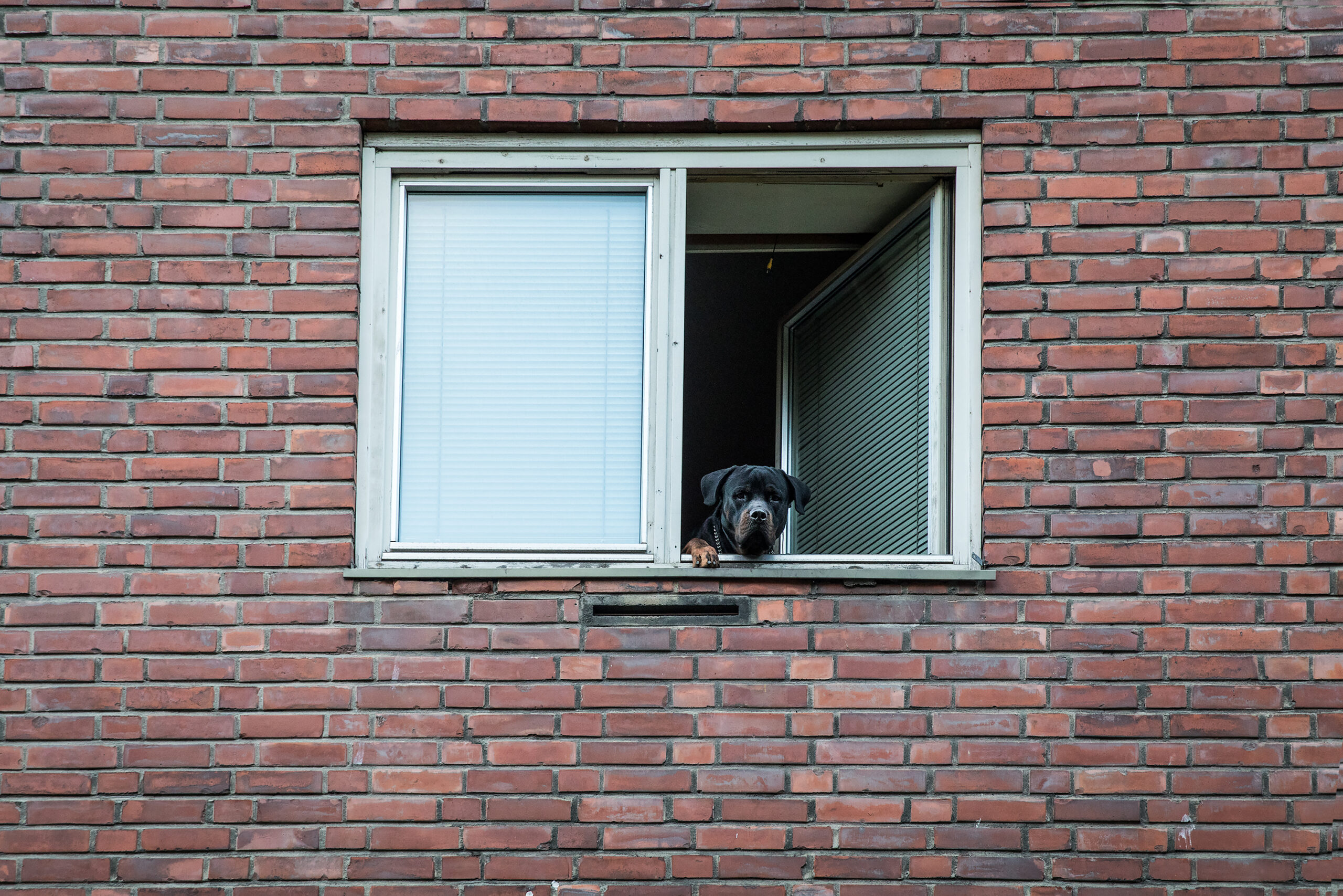 Hund