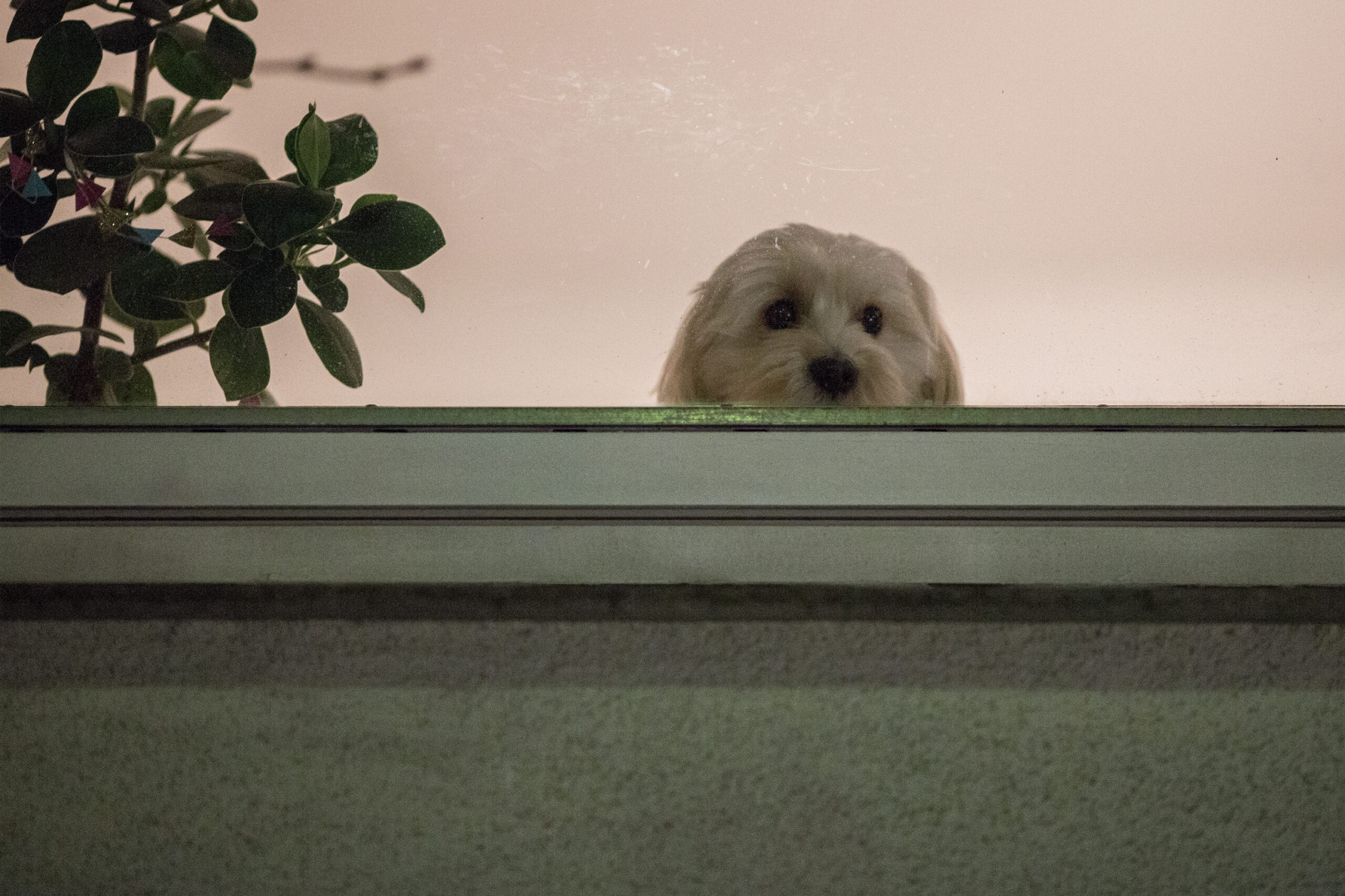 Hund