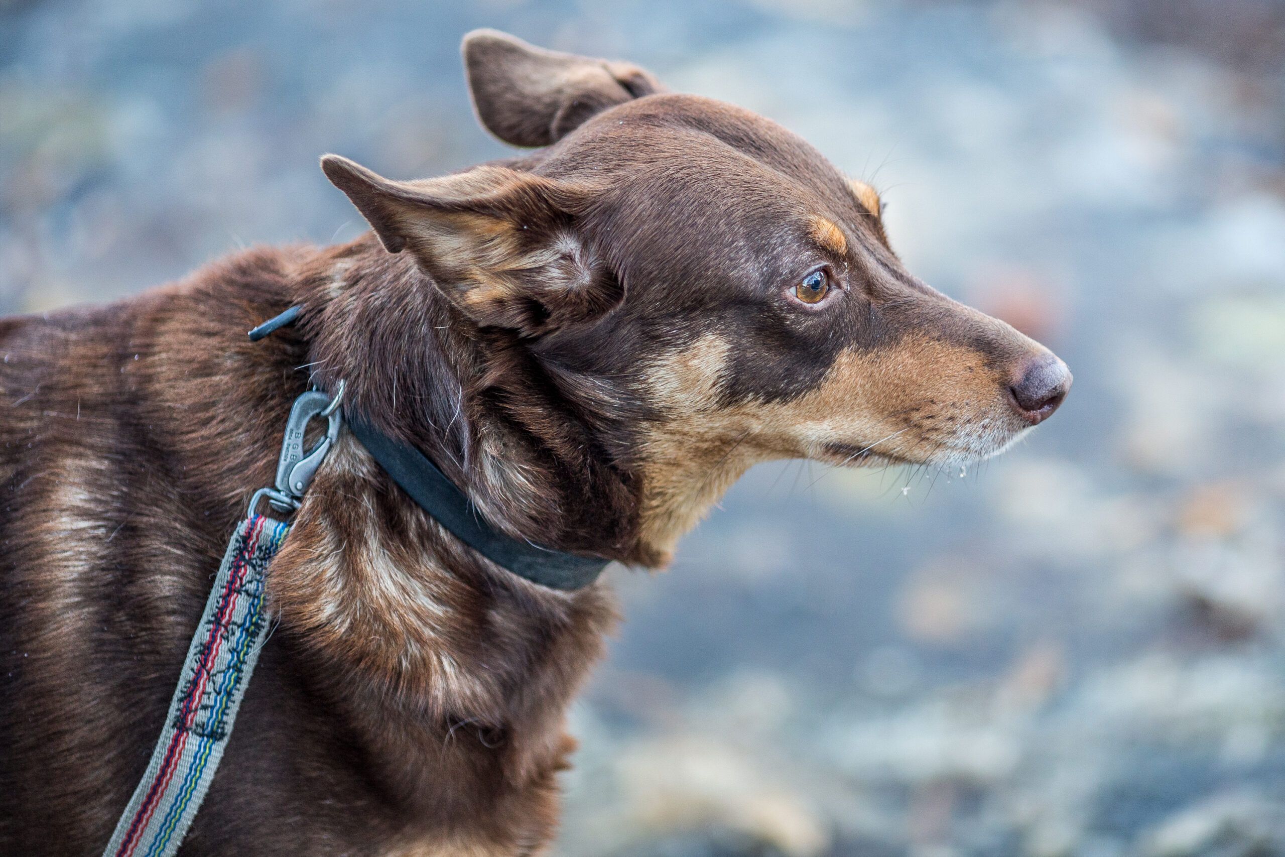 Hund II