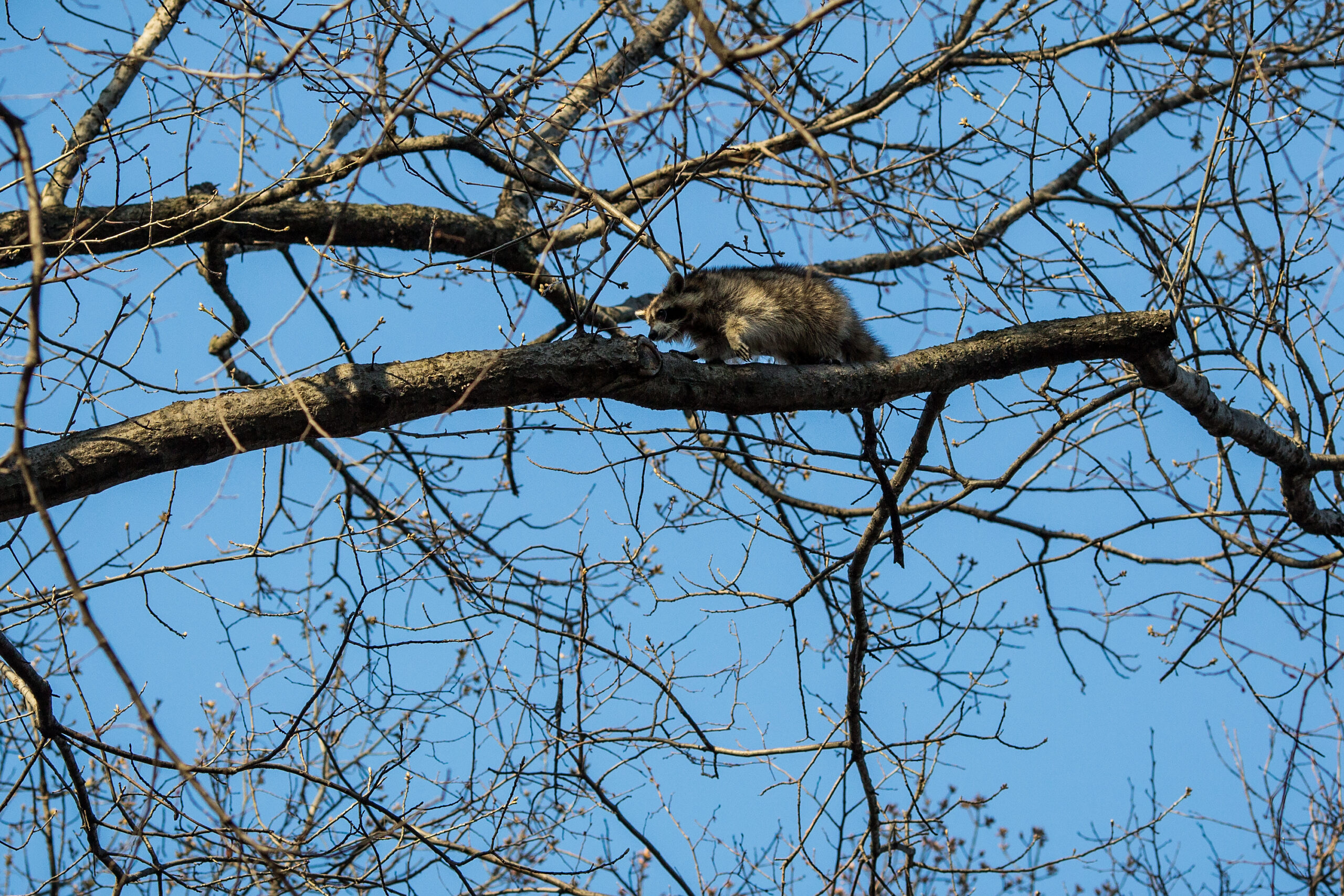 Raccoon @ Central Park