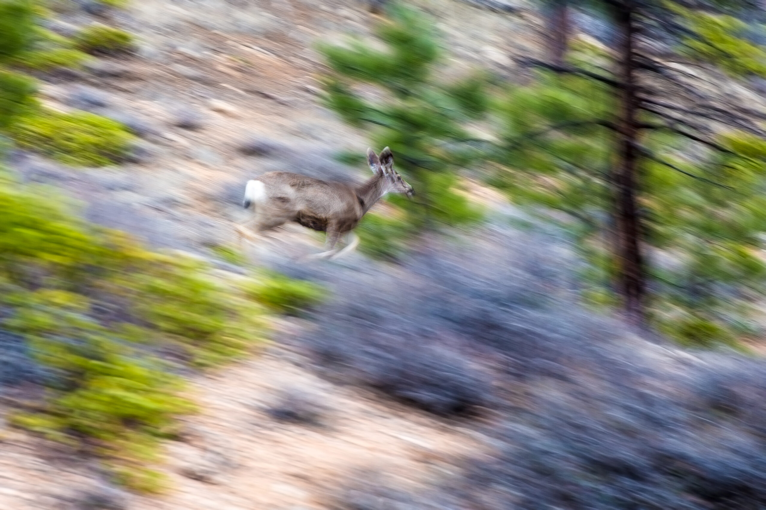 Zion