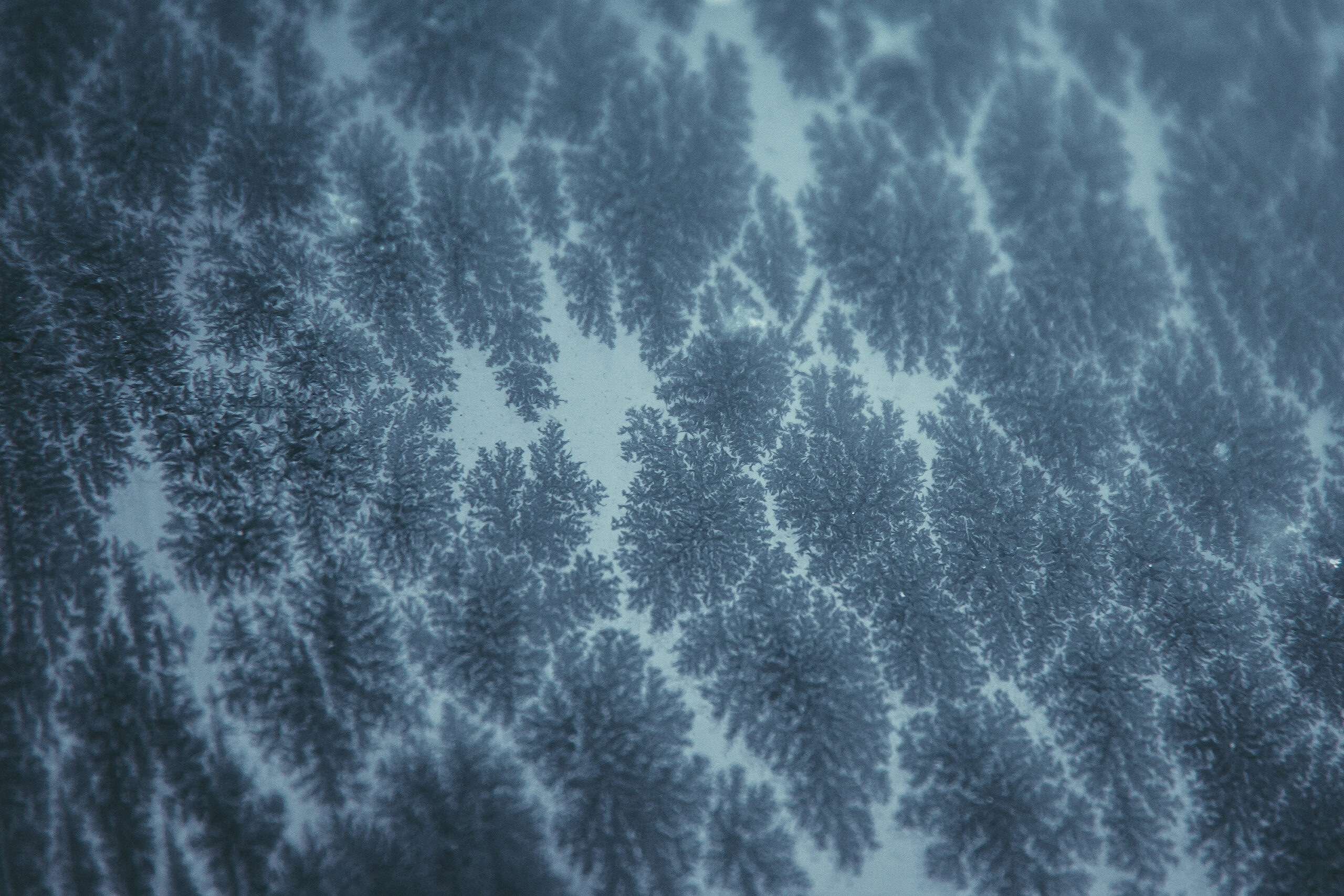 January 14 – Frost