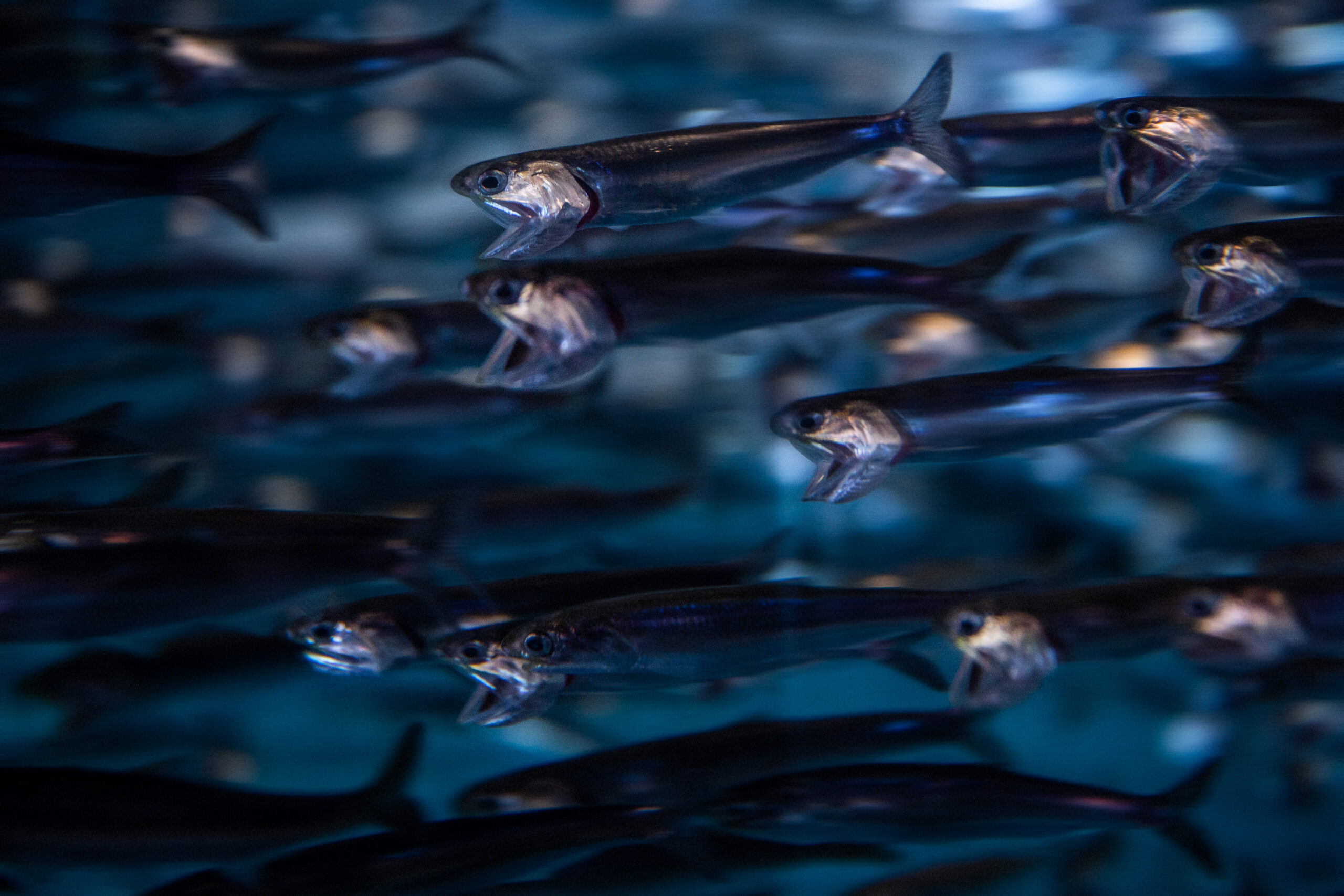 Sardines @ Monterey Bay Aquarium