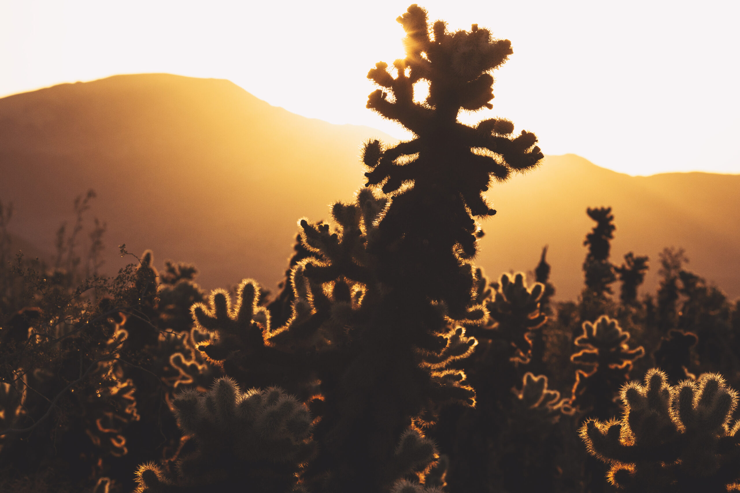 Sunrise at Cholla Cactus Garden, Joshua Tree