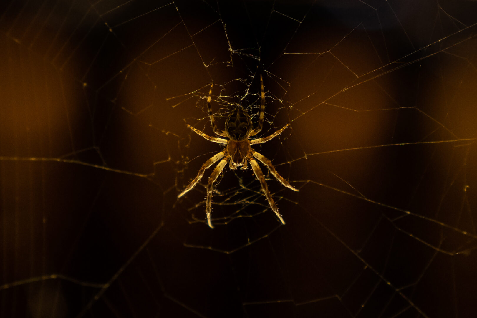 Spider