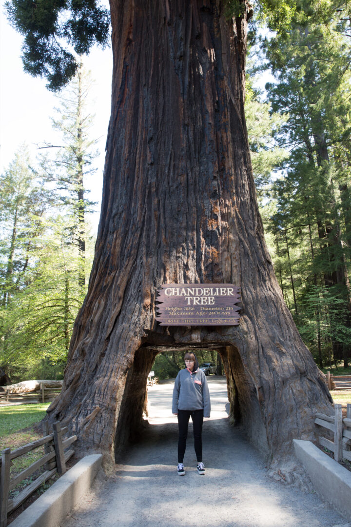 Avenue of the Giants